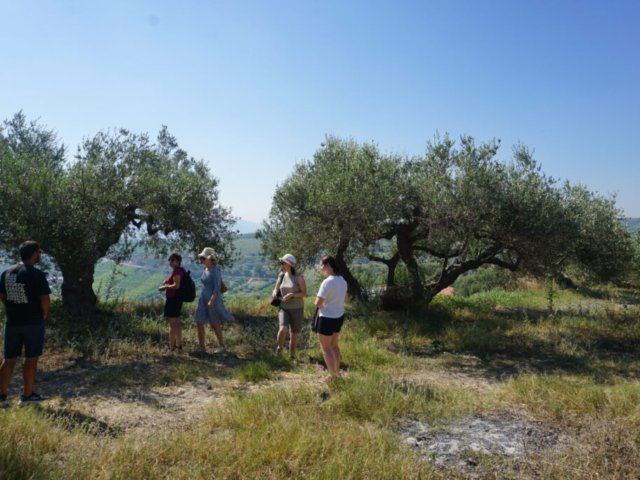 TOUR AT OLIVE GROVE CRETE TOUR AT OLIVE GROVE CRETE 1024x683