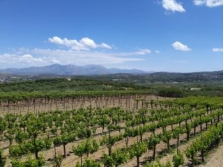 Winery, Cretan Vioma