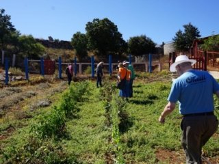 vegetables picking tour crete 1024x683