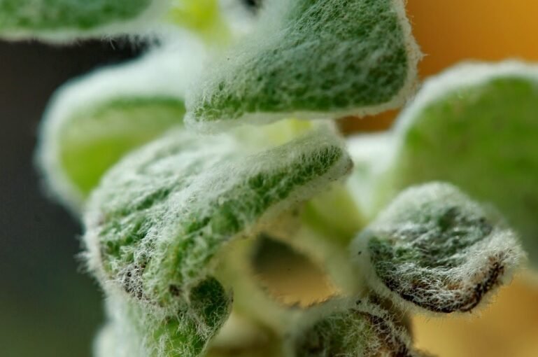 Cretan herbs – therapeutic properties