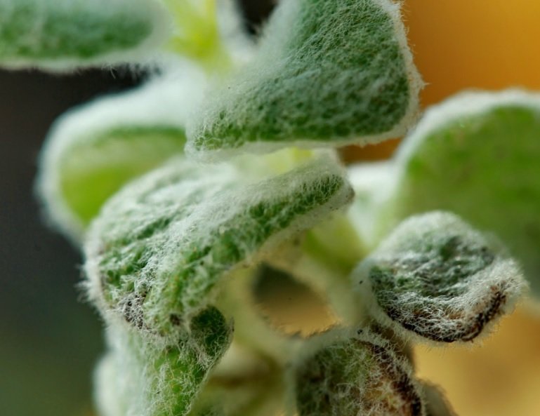 δικταμο νεο