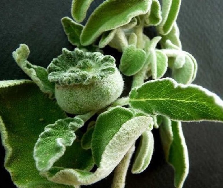 φασκομηλο νεο