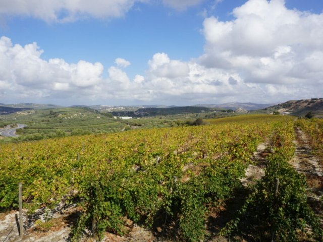 wine-tasting-tour-in-crete-3 wine tasting tour in crete 3 1024x683