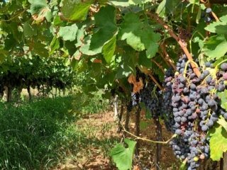 wine tasting tour in crete 6 1024x819