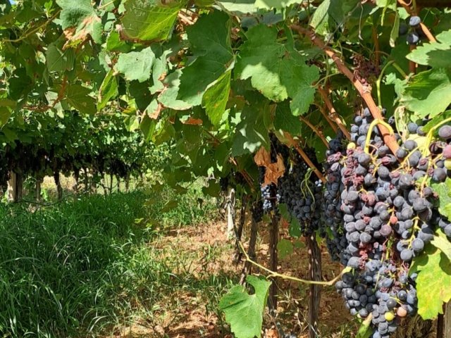 wine-tasting-tour-in-crete-6 wine tasting tour in crete 6 1024x819