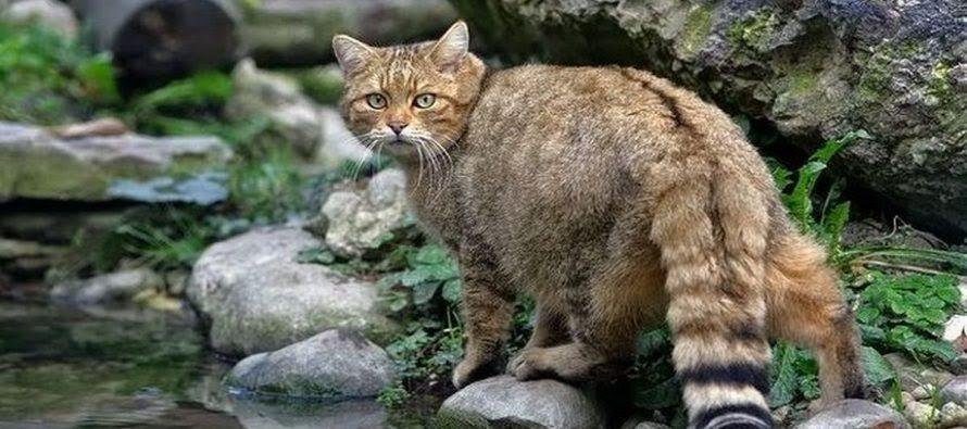 cretan vioma animals cretan wildcat