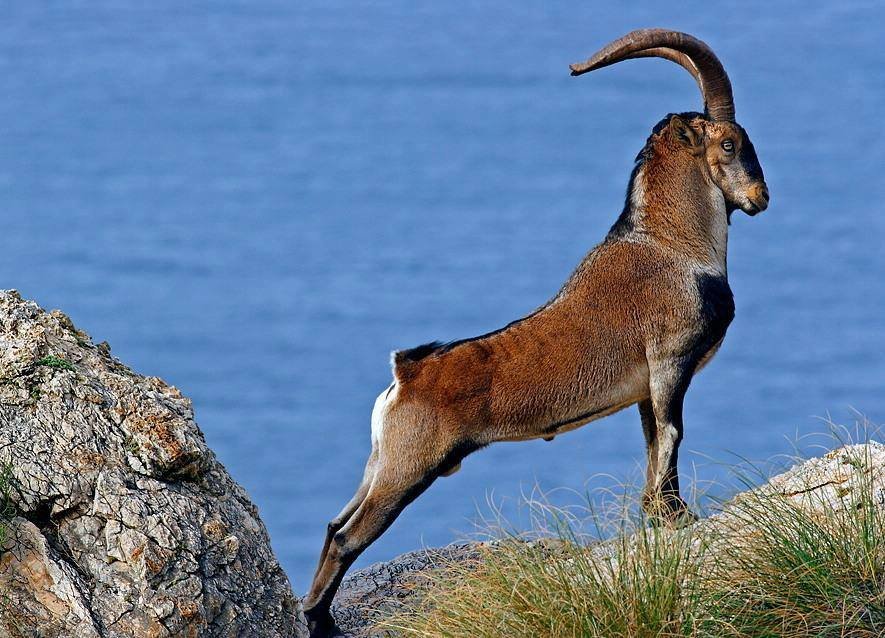 4 Animals You Will Meet Only In Crete 3 cretan vioma animals kri kri goat