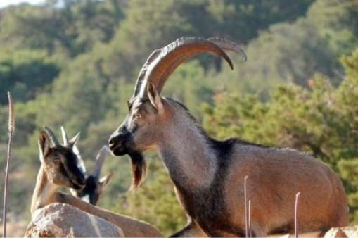 4 Animals You Will Meet Only In Crete 2 cretan vioma animals kri kri header