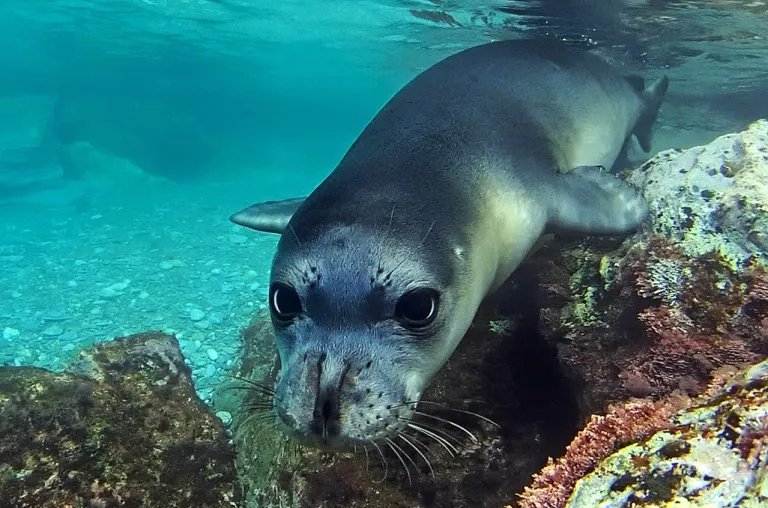 4 Animals You Will Meet Only In Crete 6 cretan vioma animals meditteranean seal
