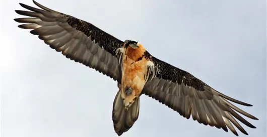 4 Animals You Will Meet Only In Crete 5 cretan vioma animals wild eagle