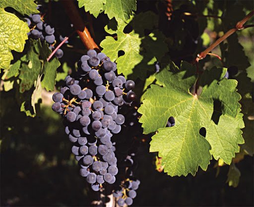 Discover the Cretan Wine Varieties 3 cretan vioma wine varieties red grapes