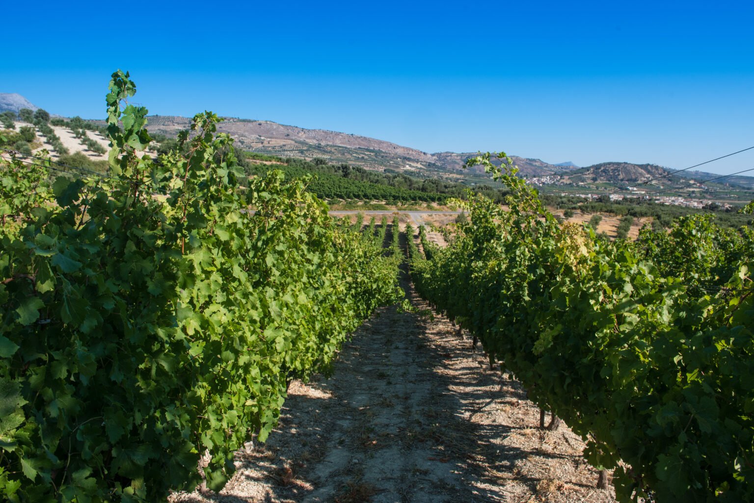 Discover the Cretan Wine Varieties 6 cretan vioma wine varieties vineyard