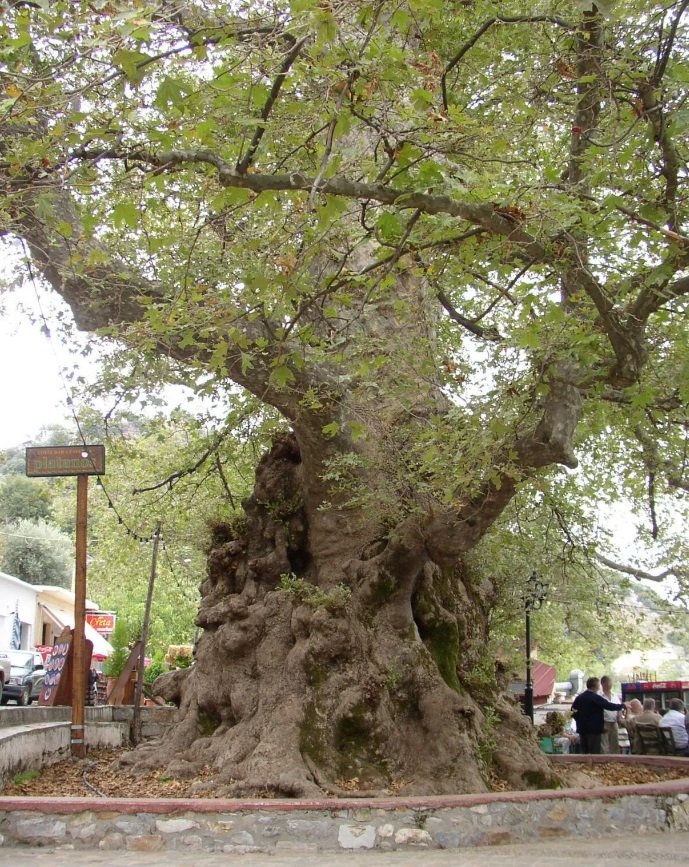 Meet Krasi Village and its Famous Plane Tree 3 cretan vioma krasi village plane tree
