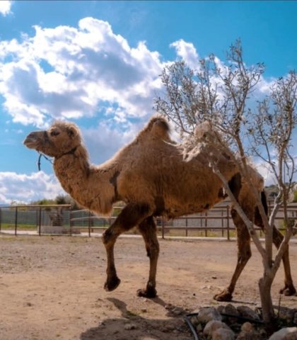 cretan animal park 2 896x1024