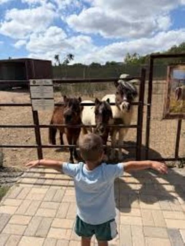 cretan animals 2 767x1024
